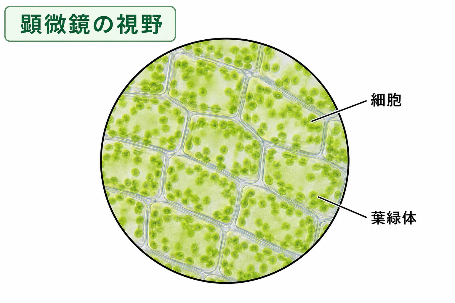 低倍率と高倍率の顕微鏡視野のちがい
